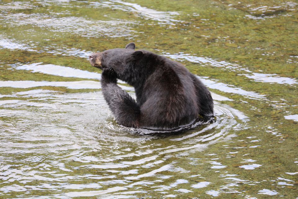 Ketchikan: Potlatch Park, City and Wildlife Private Van Tour - Highlights of the Tour