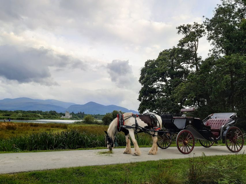 Killarney: Killarney National Park Private Tour - Itinerary Highlights