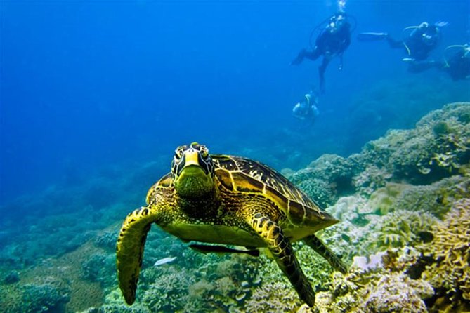 Kisite Marine Park Private Boat Tour With Scuba Diving and Lunch - Inclusions and Exclusions