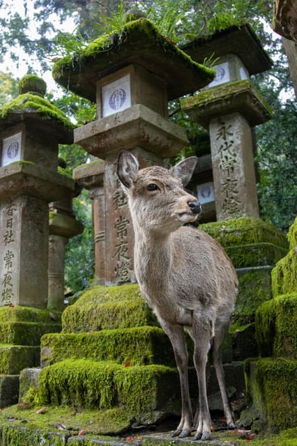 Kyoto: Nara or Osaka Private Customized English Guided Trip - Itinerary and Highlights