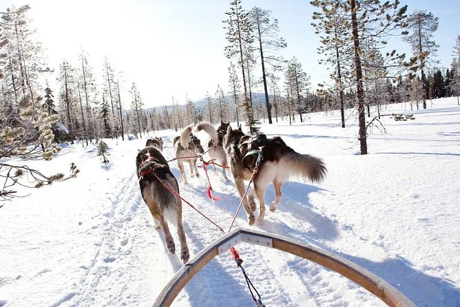 Lapland Husky Safari From Saariselkä - Cancellation Policy Details