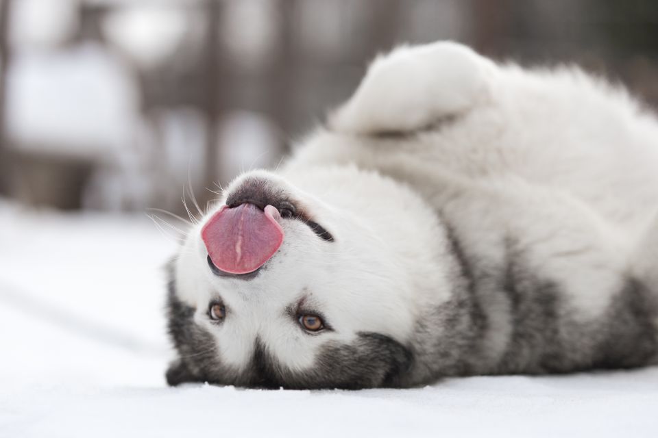 Levi: Self-Drive Husky Sledding Adventure - Highlights of the Husky Safari