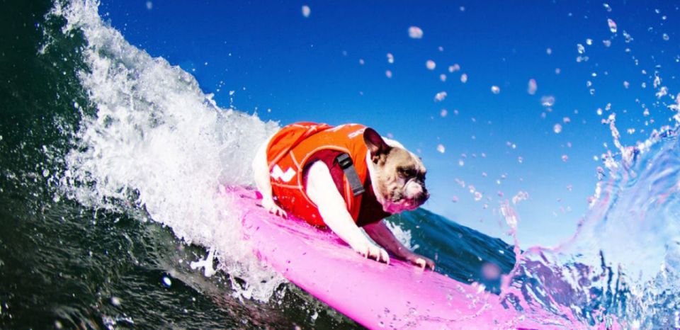 Los Angeles: Group Surfing Lesson - Booking and Cancellation Details