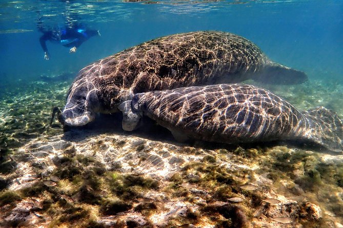 Manatee Swim Tour With in Water Photographer - Group Size and Personalization