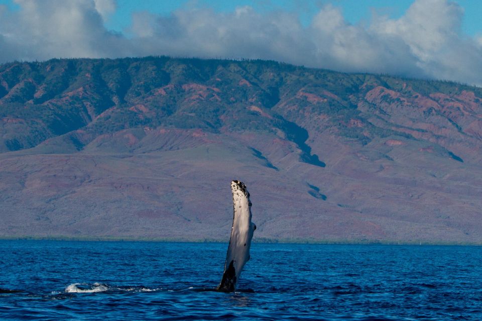 Maui: Deluxe Whale Watch Sail & Lunch From Ma`Alaea Harbor - Whale Watching Highlights