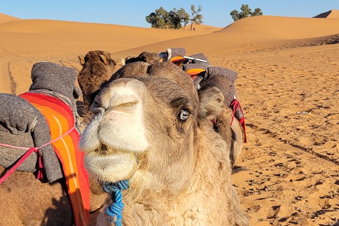 MERZOUGA DESERT TREK - 3 DAYS From Marrakech - Reviews and Pricing