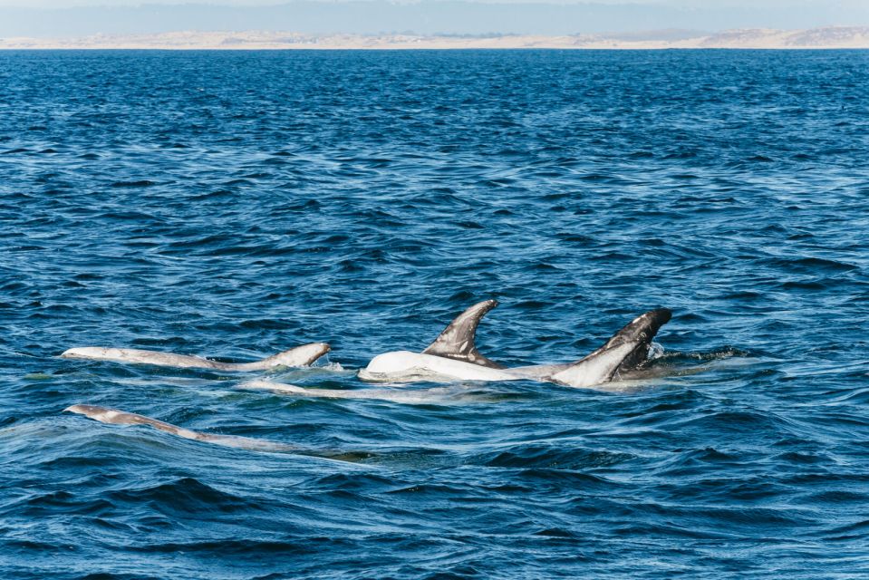 Monterey Bay: Whale Watching Tour - Experience Details