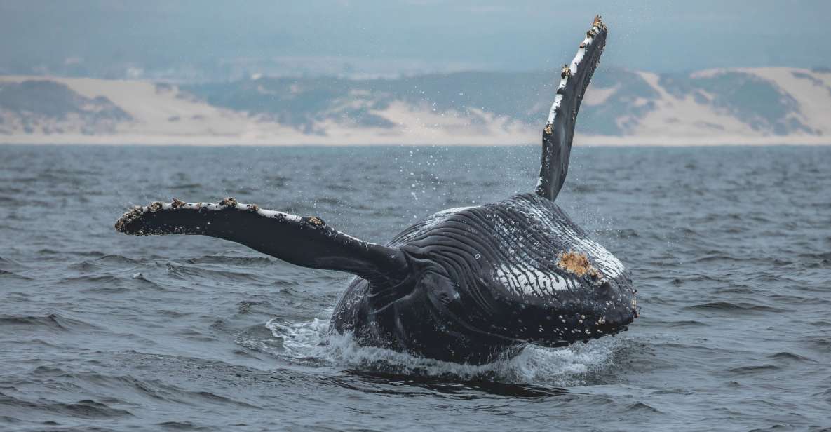 Monterey: Sunset Whale Watching Cruise With a Guide - Wildlife Sightings