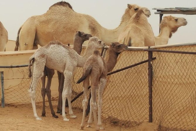 Morning Desert Safari With Camel Ride and Sandboarding - Exhilarating Dune Bash Adventure