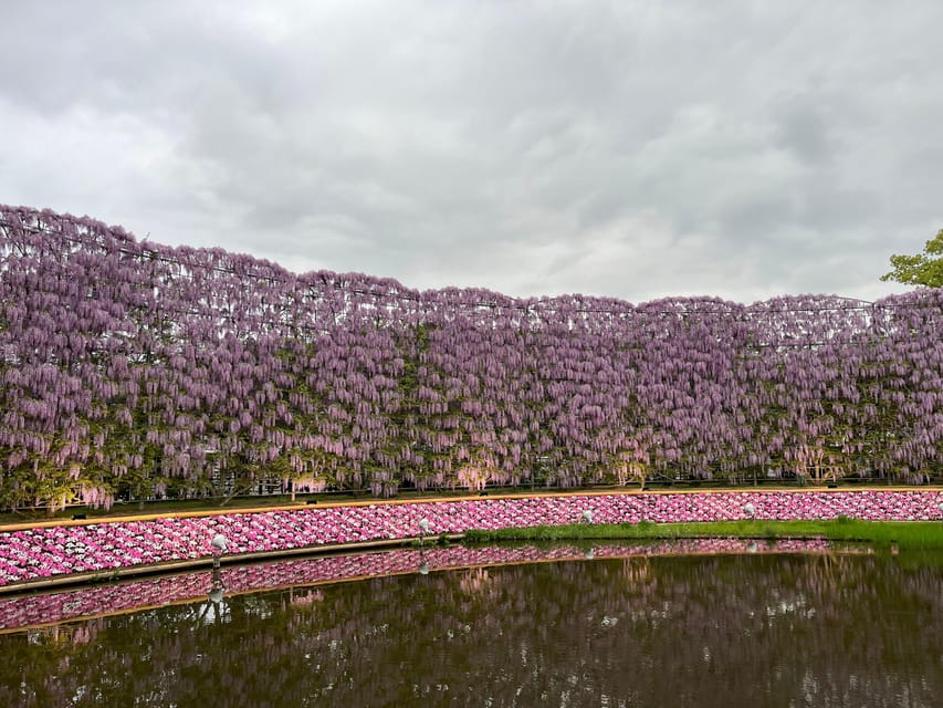 Most Beautiful Great Wisteria in the World - Highlights of the Wisteria Display