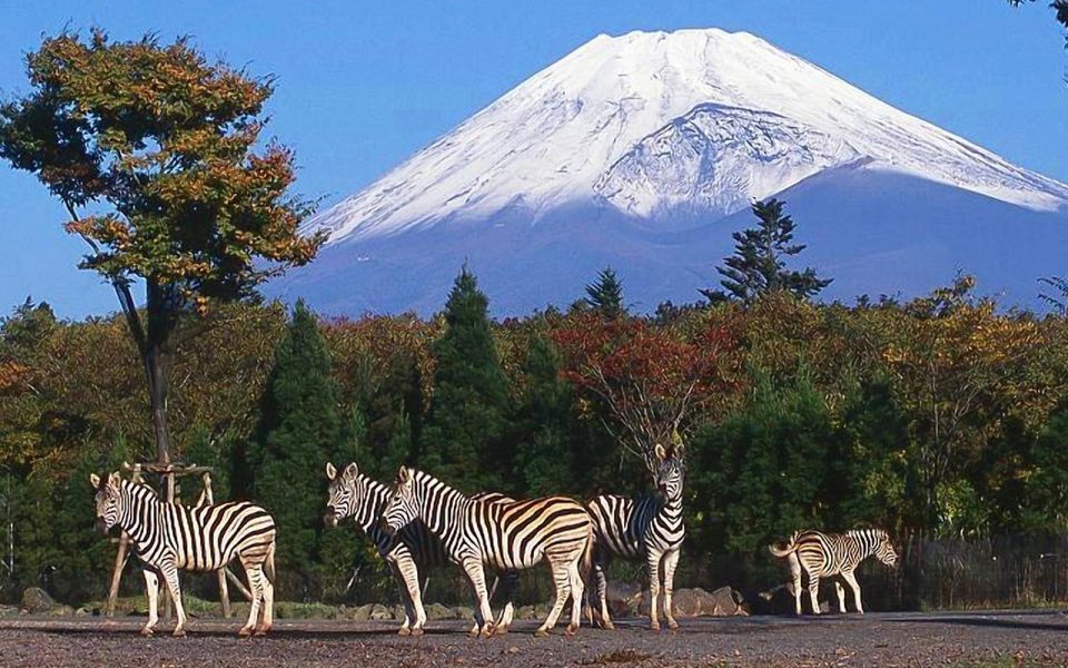 Mt Fuji : Highlight Tour and Unforgettable Experience - Transportation and Amenities