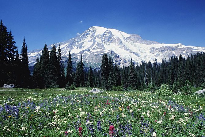 Mt. Rainier Day Tour From Seattle - Itinerary and Highlights