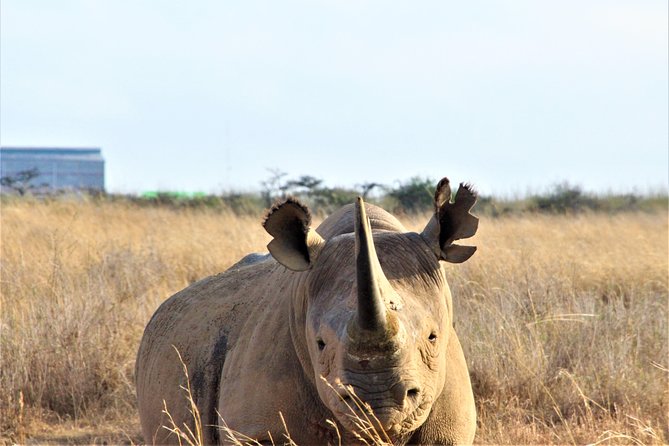 Nairobi National Park Half Day Tour - What Youll See