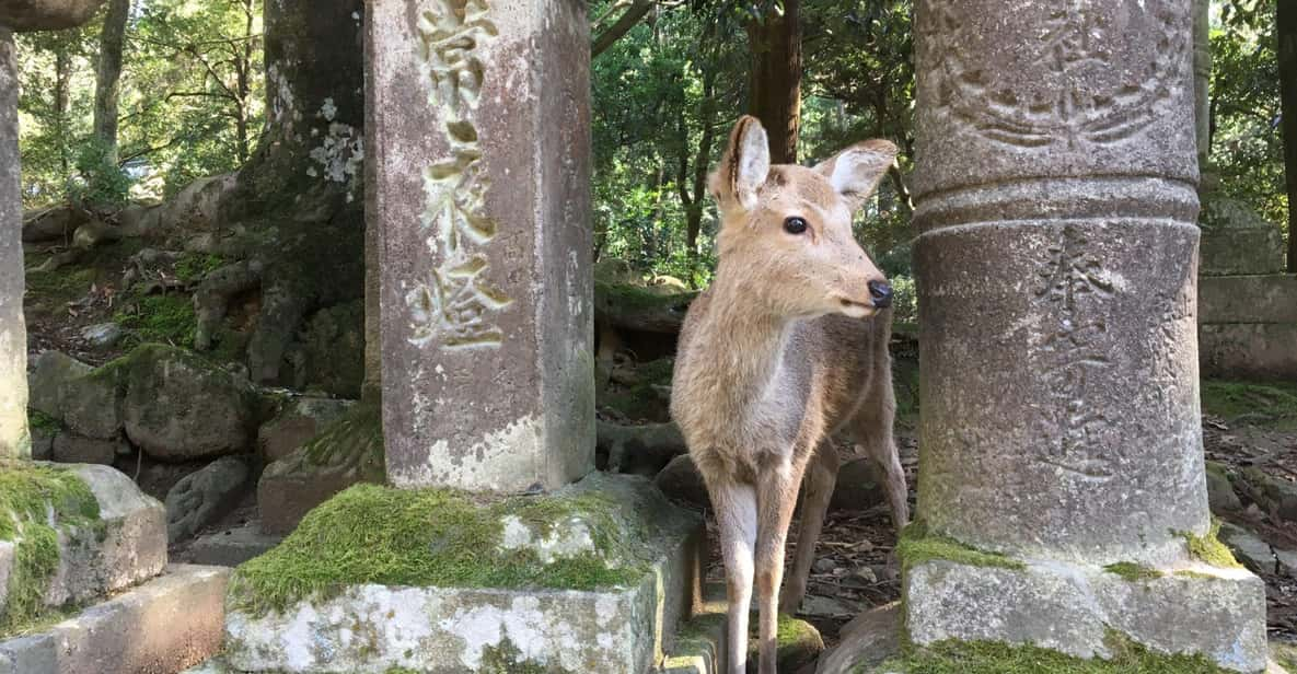 Nara: Half-Day Private Guided Tour - Itinerary and Highlights