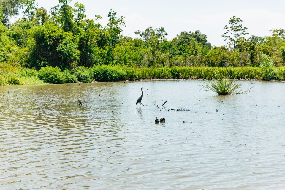 New Orleans: Bayou Tour in Jean Lafitte National Park - Experience Highlights