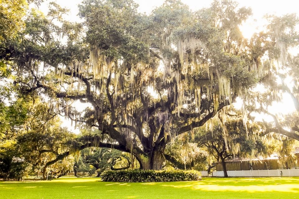 New Orleans: Destrehan Plantation & Swamp Combo - Exploring French Colonial Architecture