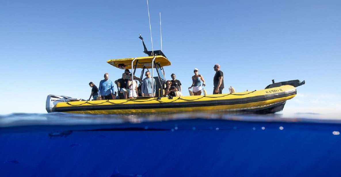 Oahu: North Shore Marine Life Tour From Haleiwa - Experience Highlights