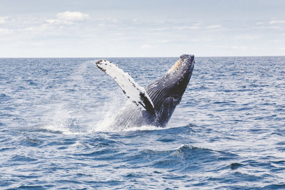 Oahu: Private Whale Watching Adventure - Boat Features