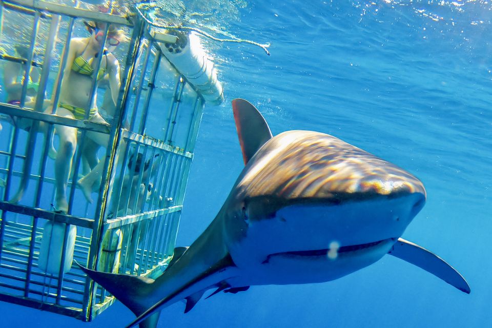 Oahu: Shark Cage Dive on the North Shore - Highlights of the Experience