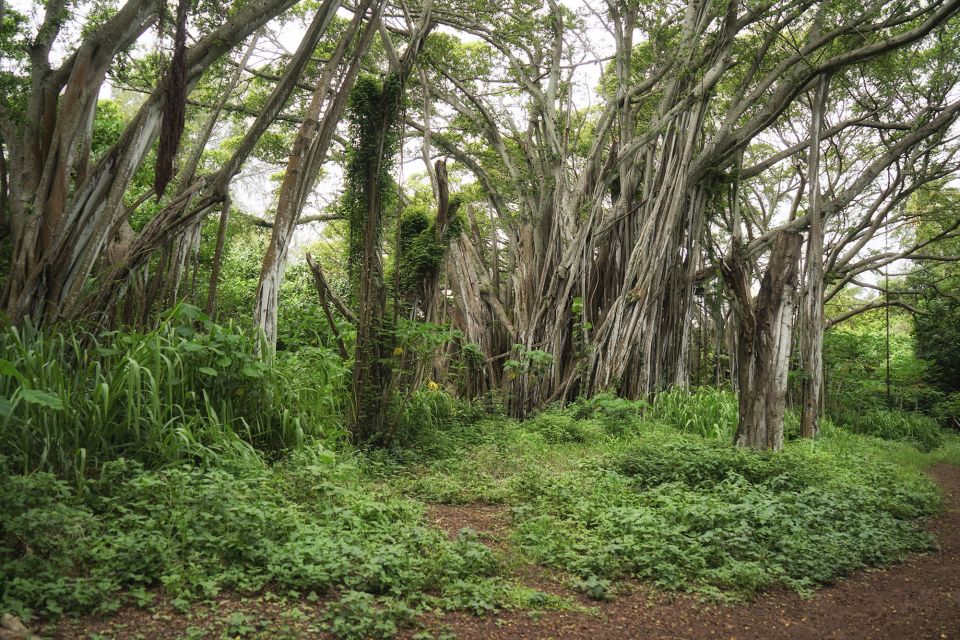 Oahu: Sunrise & Full-Day Island Photo Tour With Small Group - Locations and Activities