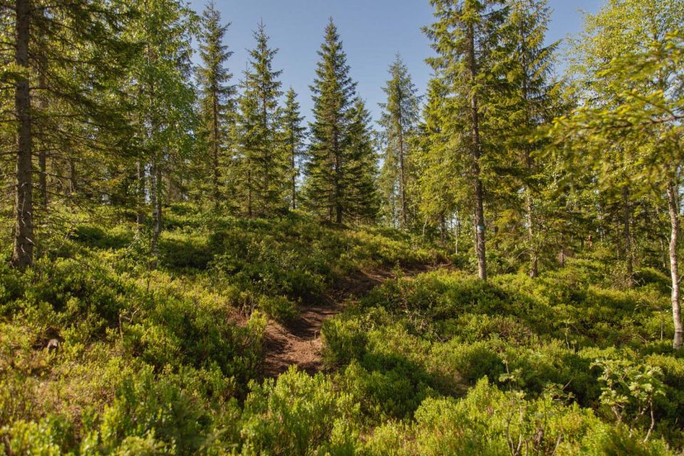 Oslo: Vettakollen Hike With Oslofjord View - Duration and Group Size