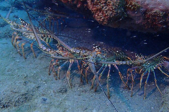 PADI Discover Scuba Diving at Champagne Reef Dominica - Whats Included