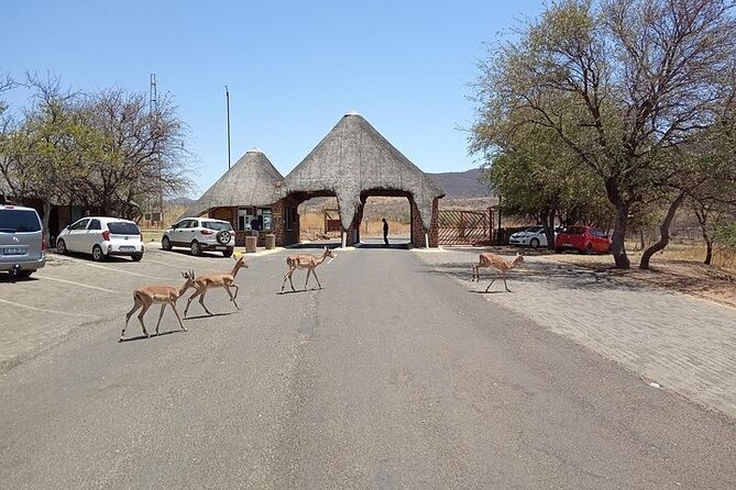 Pilanesberg Safari Open Vehicle Game Full Day - Tour Details