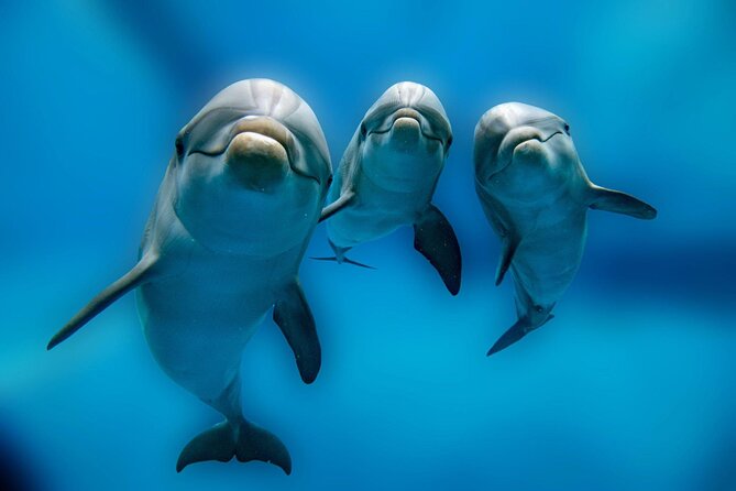 Private Boat Full Day Swimming With Dolphins Trip - Hurghada - Transfer Information