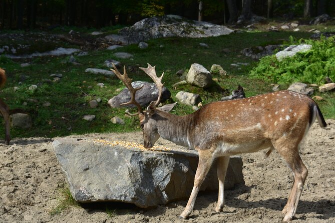 Private Day Trip to Parc Omega and Chateau Montebello From Montreal - Itinerary and Inclusions