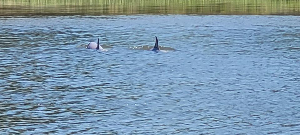 Private Dolphin Tours in the Amazing Savannah Marsh - Highlights of the Tour