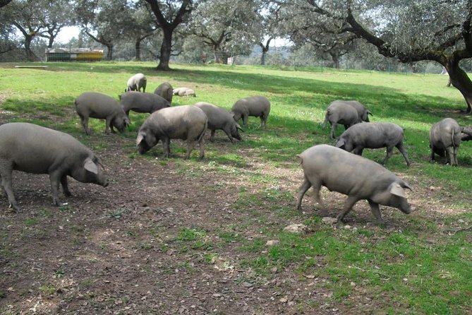 Private Iberian Ham Tour to the Sierra De Aracena - Inclusions