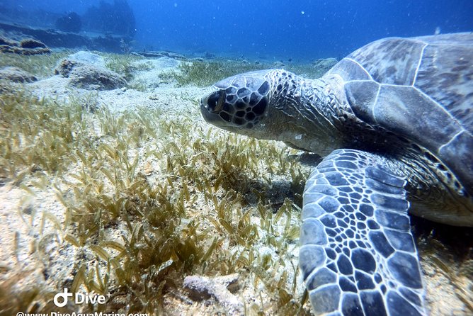 Private Morning Half-Day Snorkeling Trip - Meeting and Pickup