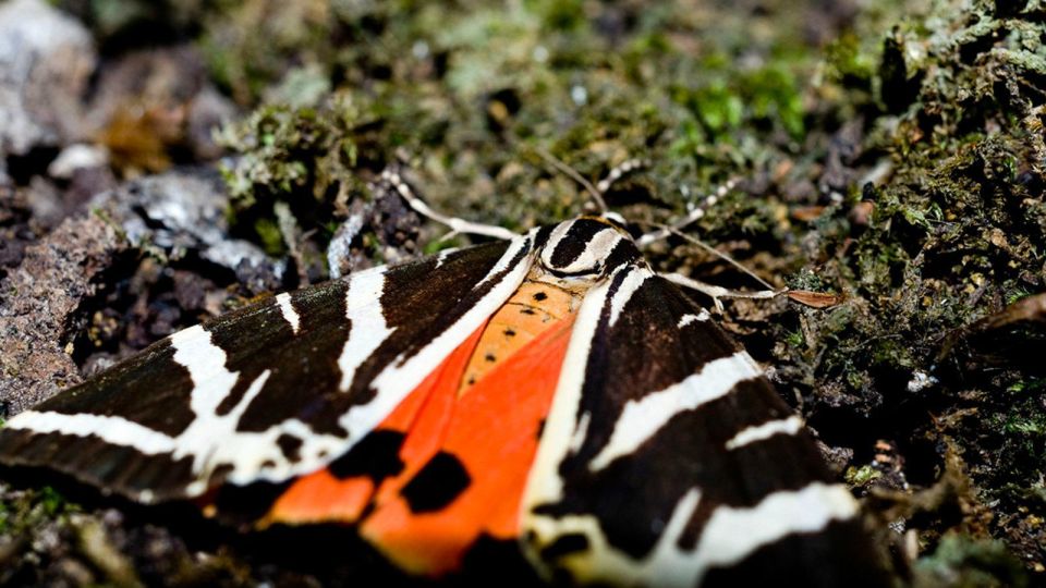 Private Tour: Butterflies Valley & Lindos Village (Fd) - Lindos Village