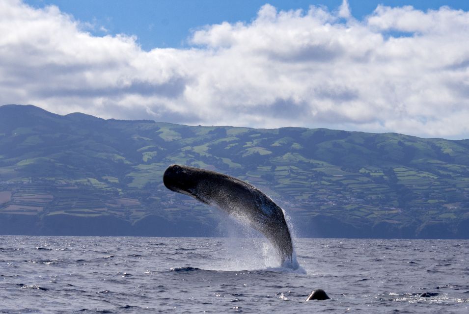 Rabo De Peixe: Sperm Whale Sanctuary Expedition - Itinerary and Experience