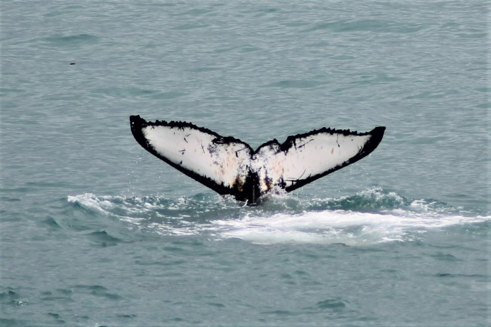 Reykjavik: Whale Watching in Faxaflói Bay & Live Lava Show - Duration and Cost