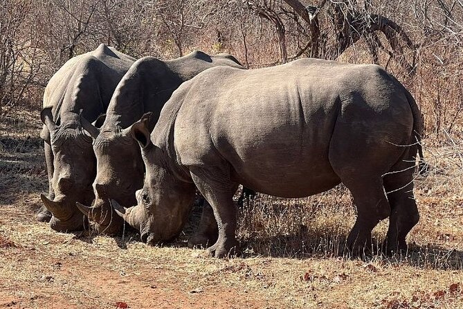 Rhino Walking Safari - Highlights of the Safari