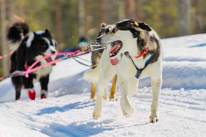 Rovaniemi: Husky Safari Tour & 6-10 Km Self-Driving Mushing - Inclusions and Amenities