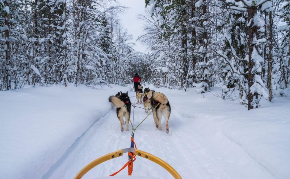 Rovaniemi: Husky Safari Tour & 6-10 Km Self-Driving Mushing - Highlights of the Excursion