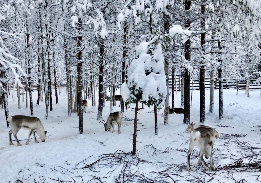 Rovaniemi: Reindeer Sleigh Ride With Hot Drink and Cookies - Highlights of the Lapland Landscape