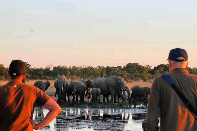 Safari Game Drive in Zambezi National Park - Detailed Tour Information