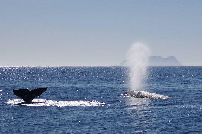 San Diego Whale Watching Cruise - Spotting Migrating Gray Whales and Dolphins