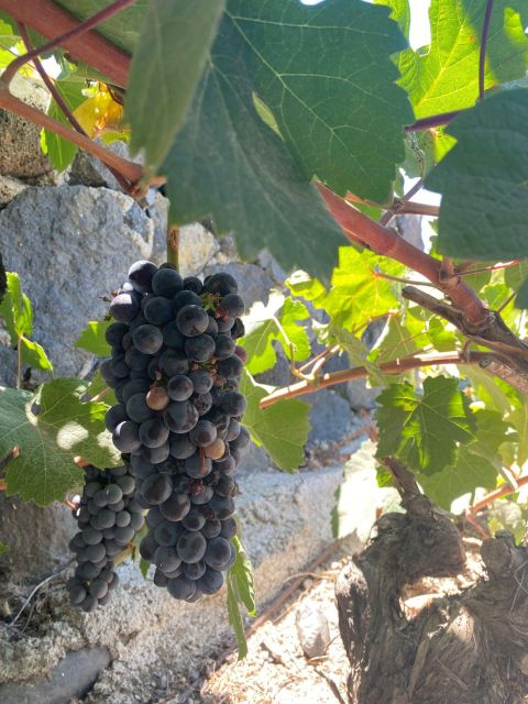 Santorini Private Wine Tour for Wine Enthusiasts - Experience Highlights