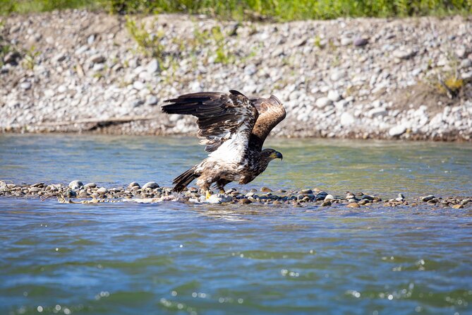 Scenic Wildlife Float in Jackson Hole - Wildlife and Scenery