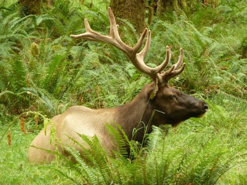 Seattle: Olympic National Park Small-Group Tour - Highlights of the Experience