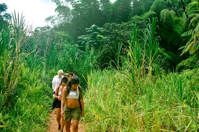 Small-Group El Yunque Rainforest Vivid Day Tour With Transport - Included Services