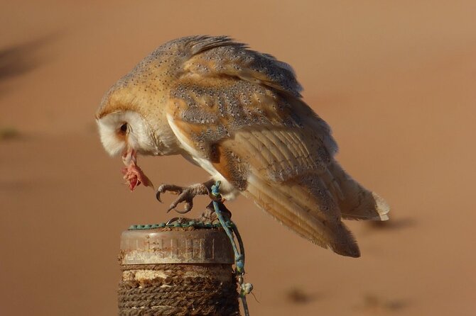 Small-Group Tour: Falcon 2—Dubai Falconry Safari - Falconry Displays