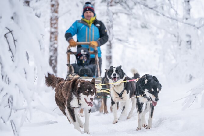 Small-Group Wilderness Husky Sledding 2h Away From Tromsø - What to Expect During the Tour