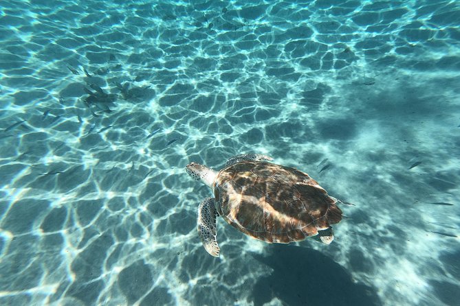 Snorkel With Turtles & Kenepa Grandi Beach: Nr.1 Island Day Trip - Whats Included in the Tour