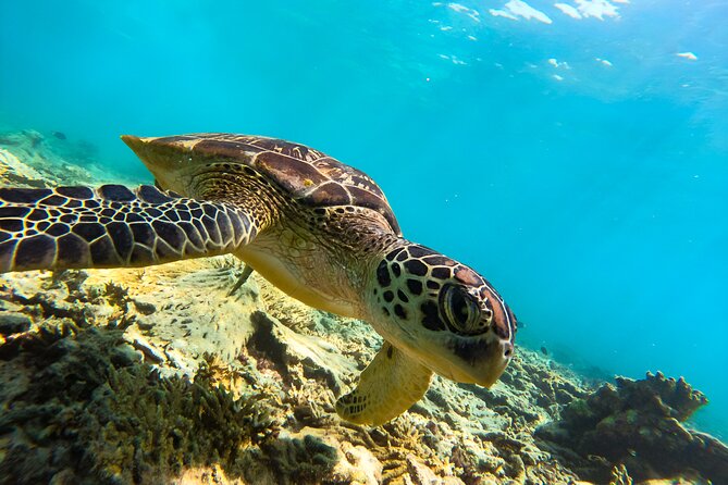 Snorkeling Experience at Ad Daymaniyat Islands in Muscat - Meeting and Pickup Details