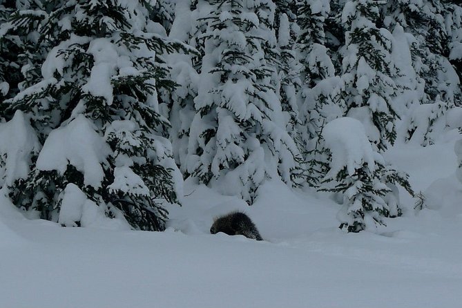 Snowshoe in Kananaskis Country - Scenic Trailhead Convoy